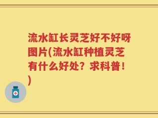 流水缸长灵芝好不好呀图片(流水缸种植灵芝有什么好处？求科普！)