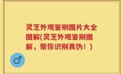 灵芝外观鉴别图片大全图解(灵芝外观鉴别图解，帮你识别真伪！)