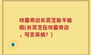 坟墓旁边长灵芝能不能摘(长灵芝在坟墓旁边，可否采摘？)