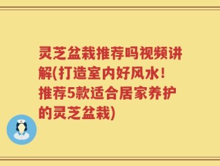 灵芝盆栽推荐吗视频讲解(打造室内好风水！推荐5款适合居家养护的灵芝盆栽)