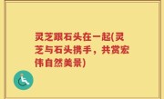 灵芝跟石头在一起(灵芝与石头携手，共赏宏伟自然美景)