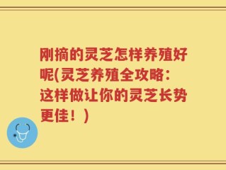 刚摘的灵芝怎样养殖好呢(灵芝养殖全攻略：这样做让你的灵芝长势更佳！)