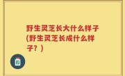 野生灵芝长大什么样子(野生灵芝长成什么样子？)