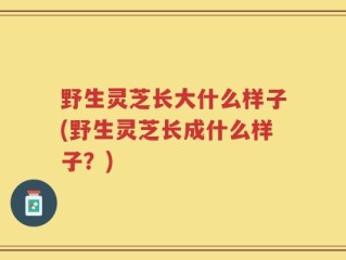 野生灵芝长大什么样子(野生灵芝长成什么样子？)