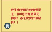 野生赤芝图片和普通灵芝一样吗(比普通灵芝稀有！赤芝饮食疗法解析！)
