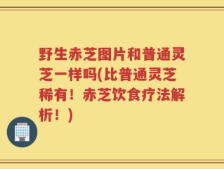 野生赤芝图片和普通灵芝一样吗(比普通灵芝稀有！赤芝饮食疗法解析！)