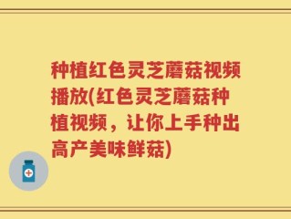 种植红色灵芝蘑菇视频播放(红色灵芝蘑菇种植视频，让你上手种出高产美味鲜菇)