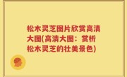 松木灵芝图片欣赏高清大图(高清大图：赏析松木灵芝的壮美景色)
