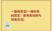 一整枝灵芝(一株珍贵的灵芝：探寻其功效与饮用方法)
