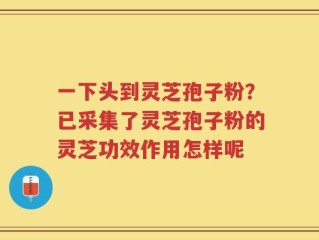 一下头到灵芝孢子粉？已采集了灵芝孢子粉的灵芝功效作用怎样呢