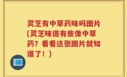 灵芝有中草药味吗图片(灵芝味道有些像中草药？看看这张图片就知道了！)