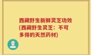 西藏野生新鲜灵芝功效(西藏野生灵芝：不可多得的天然药材)