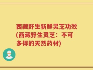 西藏野生新鲜灵芝功效(西藏野生灵芝：不可多得的天然药材)