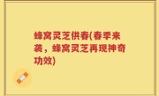 蜂窝灵芝供春(春季来袭，蜂窝灵芝再现神奇功效)