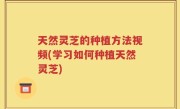 天然灵芝的种植方法视频(学习如何种植天然灵芝)