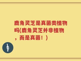 鹿角灵芝是真菌类植物吗(鹿角灵芝并非植物，而是真菌！)