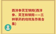 西洋参灵芝锁阳(西洋参、灵芝和锁阳——三种草药的功效及作用合集)