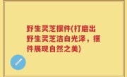 野生灵芝摆件(打磨出野生灵芝洁白光泽，摆件展现自然之美)