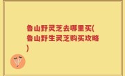 鲁山野灵芝去哪里买(鲁山野生灵芝购买攻略)