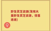 野生灵芝资源(发现大量野生灵芝资源，惊喜连连)