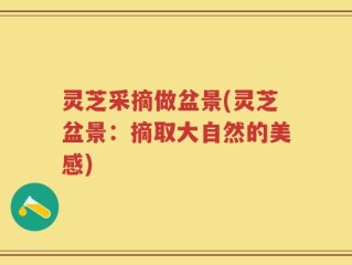 灵芝采摘做盆景(灵芝盆景：摘取大自然的美感)