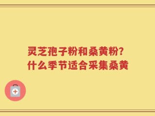 灵芝孢子粉和桑黄粉？什么季节适合采集桑黄