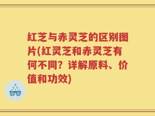 红芝与赤灵芝的区别图片(红灵芝和赤灵芝有何不同？详解原料、价值和功效)