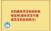 长的鹿角灵芝和短的有啥区别(鹿角灵芝与普通灵芝的区别简介)