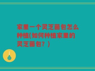 家里一个灵芝菌包怎么种植(如何种植家里的灵芝菌包？)