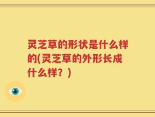灵芝草的形状是什么样的(灵芝草的外形长成什么样？)