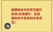西藏树林中的灵芝图片高清(高清图片：在西藏森林中发现的珍贵灵芝)