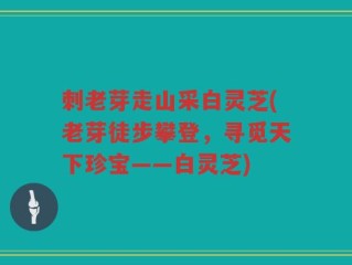 刺老芽走山采白灵芝(老芽徒步攀登，寻觅天下珍宝——白灵芝)
