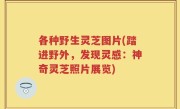 各种野生灵芝图片(踏进野外，发现灵感：神奇灵芝照片展览)