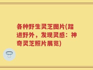 各种野生灵芝图片(踏进野外，发现灵感：神奇灵芝照片展览)