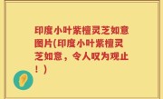 印度小叶紫檀灵芝如意图片(印度小叶紫檀灵芝如意，令人叹为观止！)