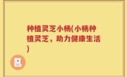 种植灵芝小杨(小杨种植灵芝，助力健康生活)