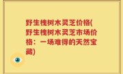 野生槐树木灵芝价格(野生槐树木灵芝市场价格：一场难得的天然宝藏)