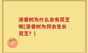 清香树为什么会有灵芝呢(清香树为何会生长灵芝？)
