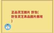 正品灵芝图片 野生(野生灵芝真品图片展现)