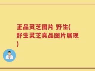 正品灵芝图片 野生(野生灵芝真品图片展现)