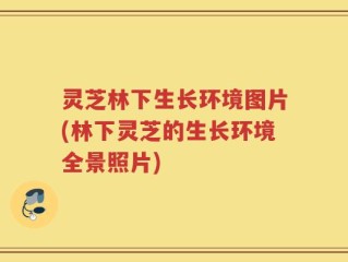 灵芝林下生长环境图片(林下灵芝的生长环境全景照片)
