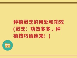 种植灵芝的用处和功效(灵芝：功效多多，种植技巧请速来！)
