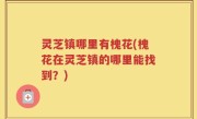 灵芝镇哪里有槐花(槐花在灵芝镇的哪里能找到？)