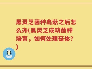 黑灵芝菌种出菇之后怎么办(黑灵芝成功菌种培育，如何处理菇体？)