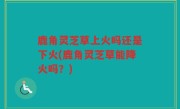 鹿角灵芝草上火吗还是下火(鹿角灵芝草能降火吗？)