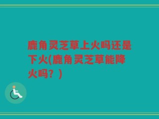 鹿角灵芝草上火吗还是下火(鹿角灵芝草能降火吗？)
