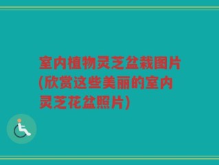 室内植物灵芝盆栽图片(欣赏这些美丽的室内灵芝花盆照片)