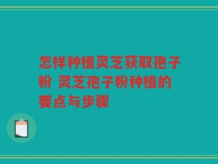 怎样种植灵芝获取孢子粉 灵芝孢子粉种植的要点与步骤