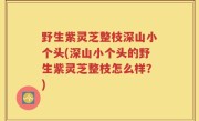 野生紫灵芝整枝深山小个头(深山小个头的野生紫灵芝整枝怎么样？)