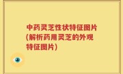 中药灵芝性状特征图片(解析药用灵芝的外观特征图片)